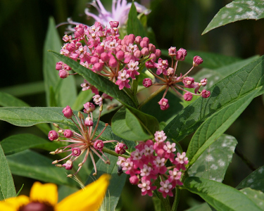 [Amid the long thin green leaves are spheres of brown sticks with purple balls on the end of each stick. Some of those purple balls have small five-petal pink flowers on them.]